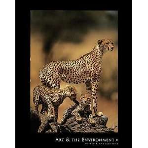  African Cheetah    Print: Home & Kitchen