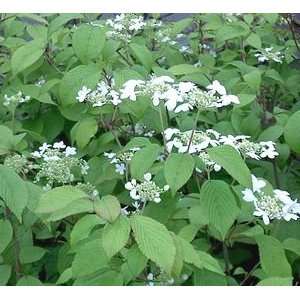  VIBURNUM IMPROVED DOUBLEFILE / 1 gallon Potted Patio 