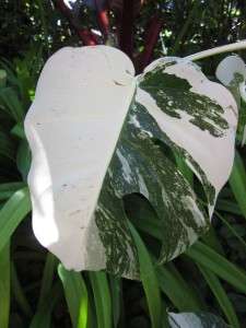   MONSTERA DELICIOSA VARIEGATA PHILODENDRON SWISS CHEESE PLANT  