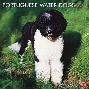  Portuguese Water Dogs 2011 Wall Calendar