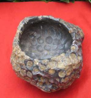 460g natural coral fossil ashtray very nice interesting  