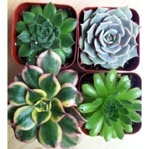  Variety Succulent 4 Pack: Patio, Lawn & Garden