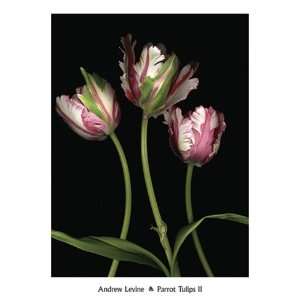 Parrot Tulips II   Poster by Andrew Levine (19.75x27.5)  