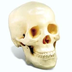  Two Piece Life Size Human Skull Model (1st Quality 