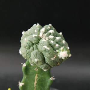   Asterias KIKKO  Lizard skin  Montrose ( pink flower ) / cactus