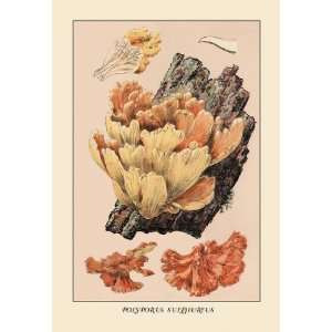  Polyporus Sulphureus 30X20 Canvas: Home & Kitchen