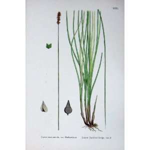   Botany Plants C1902 Lesser Panicled Sedge Carex Colour: Home & Kitchen