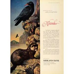   John Leigh Pemberton Bird Chough   Original Print Ad