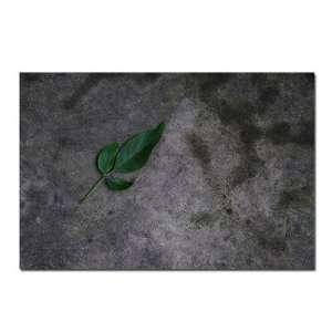   Leaf on a Rock by Kurt Shaffer, Canvas Art   16 x 24 Home & Kitchen