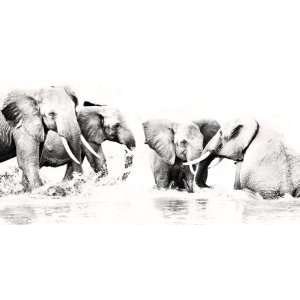  Classic Africa Prints Black & White Elephants Waterfun 