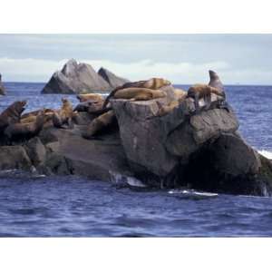 Stellar Sea Lions On Rocks, Kenai Fjords National Park 