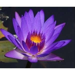   Purple Water Lily 10 Seeds   Nymphaea colorata Patio, Lawn & Garden