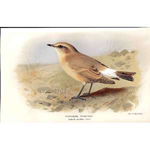    Isabelline Wheatear By Thorburn Birds 1855 97