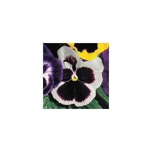  Pansy Parks Whopper White Seeds Patio, Lawn & Garden