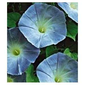  Morning Glory Seeds   Heavenly Blue: Patio, Lawn & Garden
