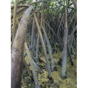  Mangrove Prop Roots Exposed at Low Tide, Fiji, Pacific Ocean 