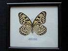 Real Exotic Asian Butterfly Siam Tree Nymph Taxidermy Idea Leaconoe 