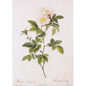  Anjou Rose Redoute Vintage Botanical Art MOUSE PAD Office 