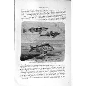   NATURAL HISTORY 1896 DANUBIAN PERCH RUFFE FISH PRINT