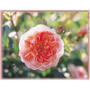    Colette (Rosa Climbing)   Bare Root Rose Patio, Lawn & Garden