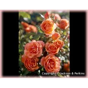 Tuscan Sun (Rosa Floribunda)   Bare Root Rose Patio, Lawn 