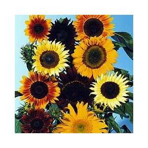  Mixed Sunflowers   50 Seeds, 1.5 g   Helianthus Patio 