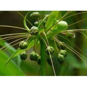 seeds Tacca Leontopetaloidesrare great looking house plant or out 