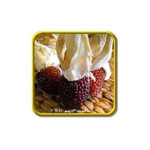 Red Strawberry   Jumbo Open Pollinated Corn Seed Packet 