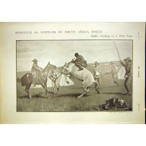  Africa Wild Pony Kaffirs Horses Hungary Cobs Print 1902 