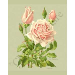  Botanical Pink Rose Print: Lafrance: Kitchen & Dining