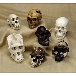 Early Man and Primate Skull Comparison Set  Industrial 