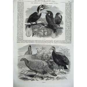   1870 Birds Zoological Gardens Hornbills Pheasants Art