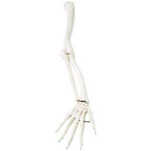   Scientific A45L Human Left Arm Skeleton Model Industrial & Scientific
