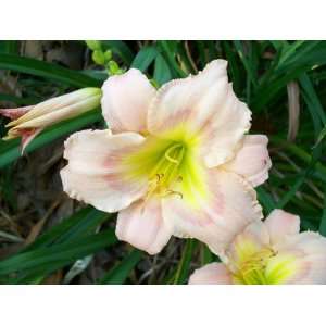    mixed pinks and peach 3 daylily seeds: Patio, Lawn & Garden