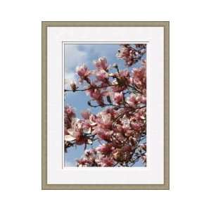  Tulip Magnolias Ellicott City Maryland Framed Giclee Print 