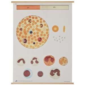 3B Scientific V2031M The Blood I Anatomical Composition Chart, with 
