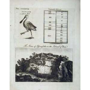  Encyclopaedia Britannica 1801 Spoon Bill Birds Mines