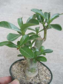 ADENIUM DESERT Miss Beauty Live Rooted Plant Rare   