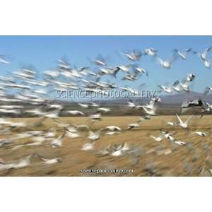  Flock of snow geese Framed Prints