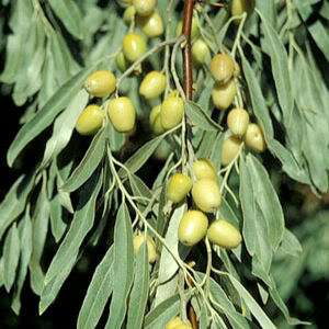 elaeagnus angustifolia russian olive tree 100 seeds elaeagnus 