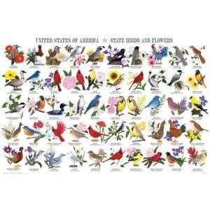 State Birds & Flowers Poster Laminated:  Home & Kitchen