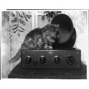  Cat looking into radio speaker,1926,1926
