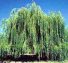 WEEPING WILLOW  FAST GROWING TREE    SHADE TREE