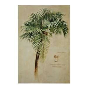 Tropical Banana Palm & Tropical Coconut Palm: Everything 
