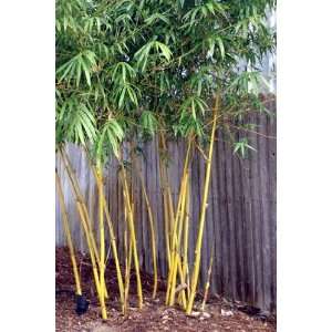   Viridivittata Asian Lemon Bamboo (Clumping) Patio, Lawn & Garden