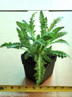   RUFFLES Oriental Poppy (Papaver orientale)    Large Plant in 4.5 pot