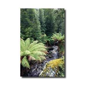  Tree Ferns Line River Tarkine Wilderness Area Tasmania 