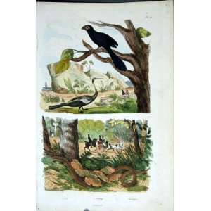    1839 H/C Natural History *022 Birds & Snake