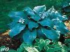 HOSTA BLUE MAMMOTH PLANT GETS 3 FEET TALL COMBINED SHIPPING GUARANTEED 