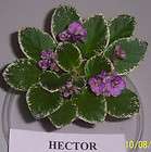 african violet Hector semi miniature  